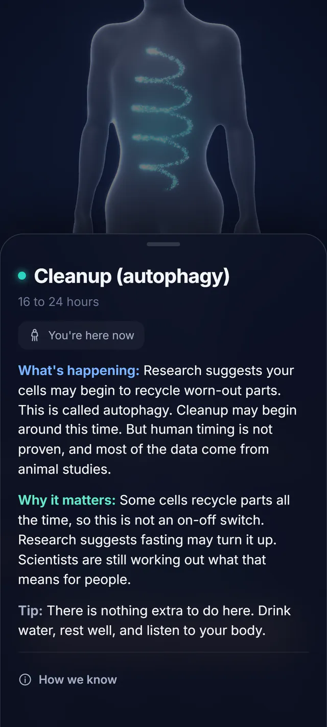 The Cleanup zone card in FastWithin: the 3D body with a teal spiral, and the line Research suggests your cells may begin to recycle worn-out parts.